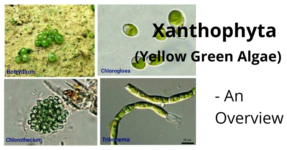Xanthophyta yellow green algae