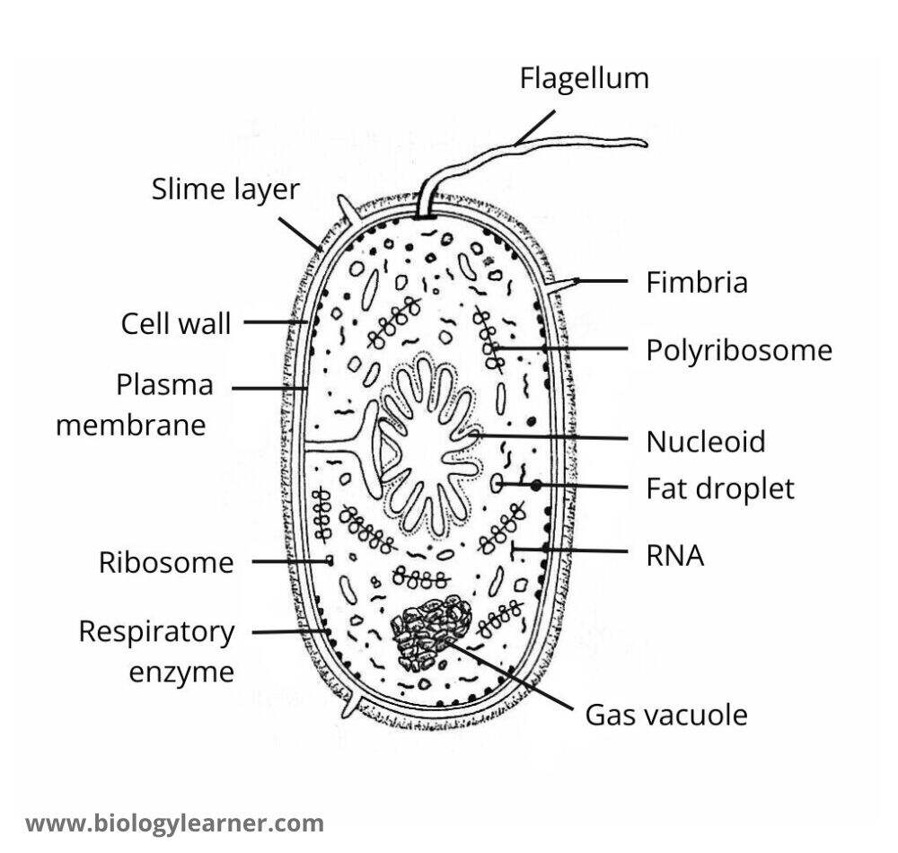 Structure of a bacterium