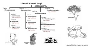economic importance of fungi assignment