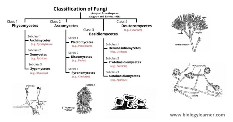 Classification Of Fungi   Classification Of Fungi 768x402 