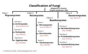 Classification Of Fungi   Classification Of Fungi In Word Diagram 300x185 