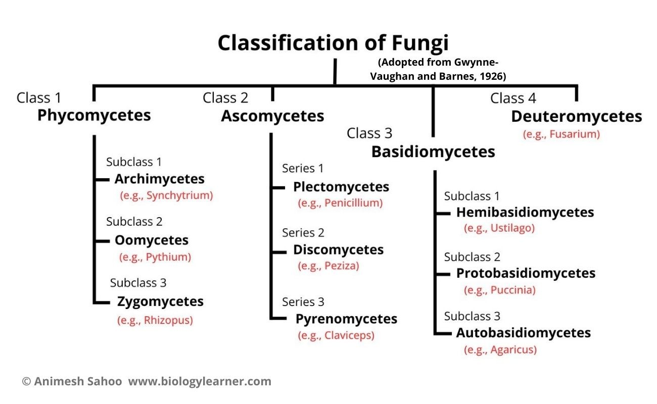 Classification of Fungi