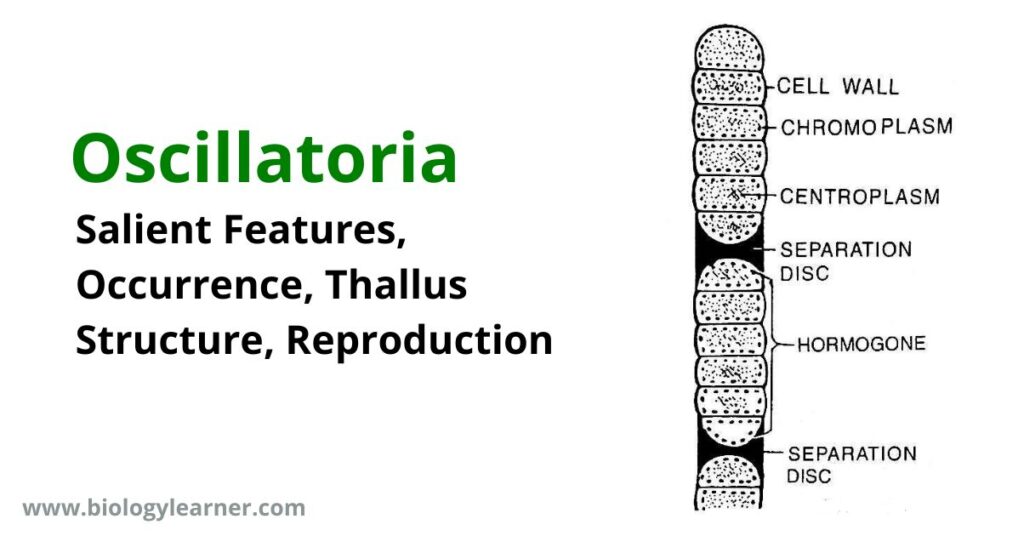 Oscillatoria: Salient Features, Occurrence, Thallus Structure, Reproduction