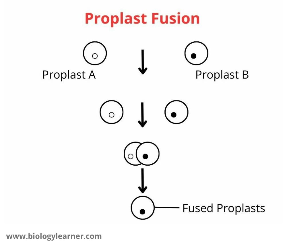 Protoplast fusion