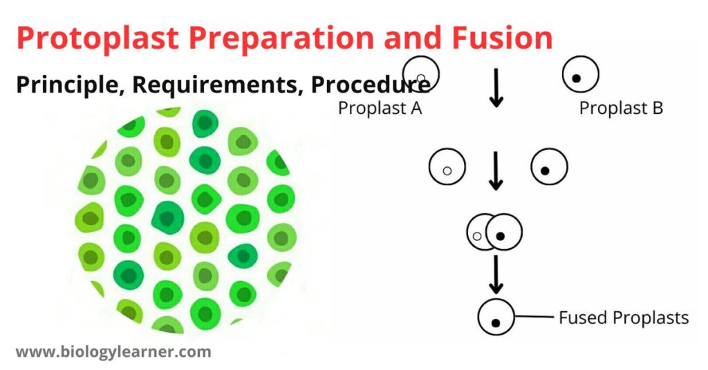 Protoplast preparation and fusion