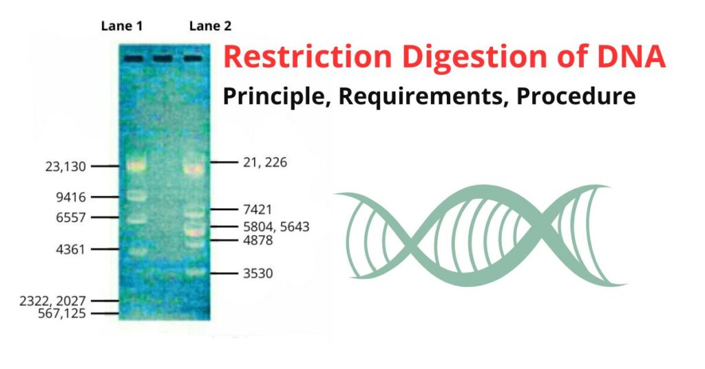 Restriction digestion of DNA
