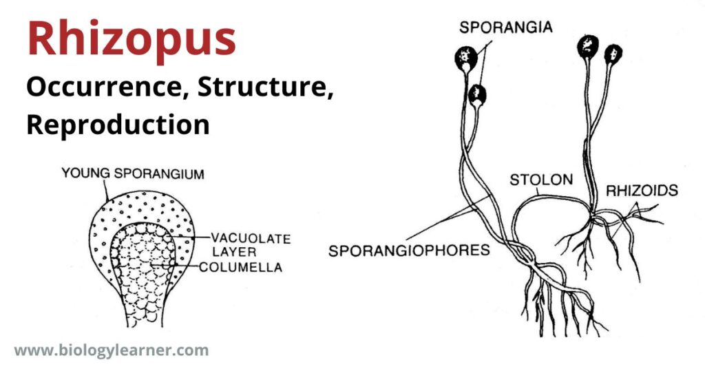 Rhizopus: Occurrence, Structure, Reproduction, Pathogenesis