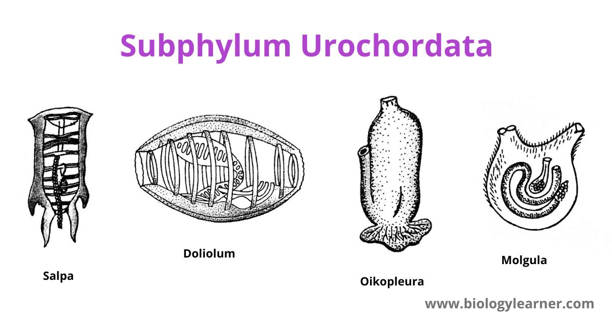 Subphylum Urochordata or Tunicata