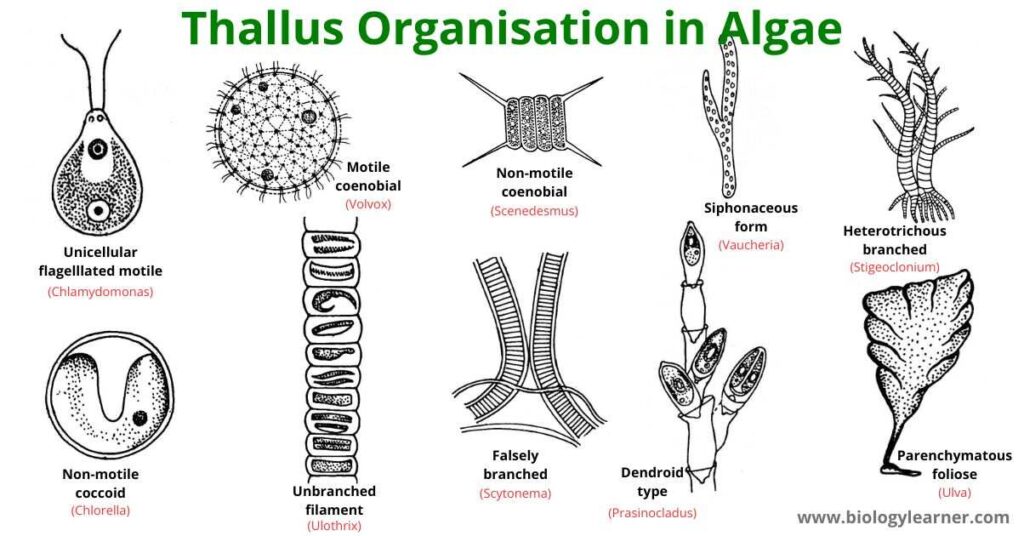 Thallus Organisation in Algae