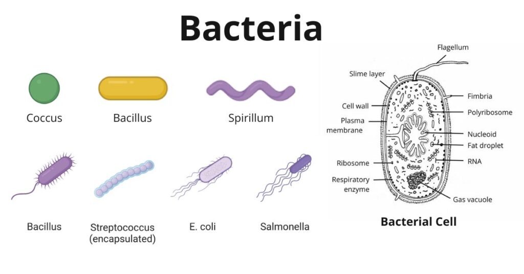 Bacteria: Definition, Characteristics, Examples