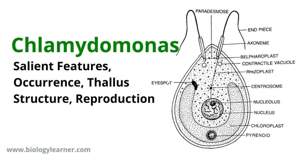 Chlamydomonas: Salient Features, Occurrence, Thallus Structure, Reproduction