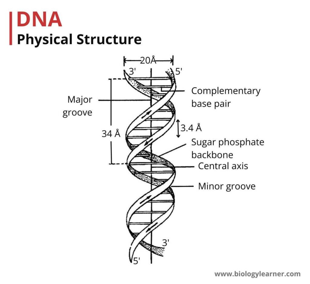 DNA physical structure