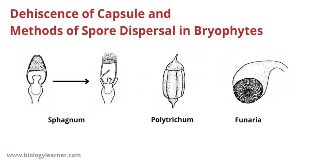 Dehiscence of Capsule and Methods of Spore Dispersal in Bryophytes