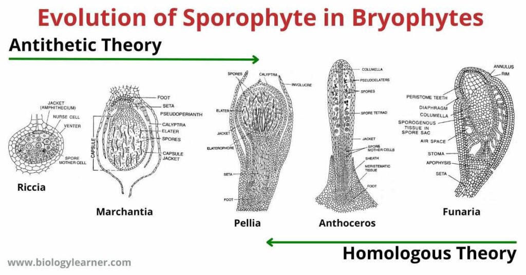 Evolution of Sporophyte in Bryophytes