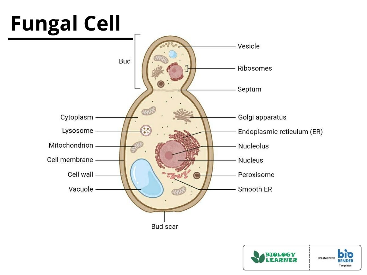 Fungal Skin Infections, Including Ringworm: Understanding Canine Mycoses