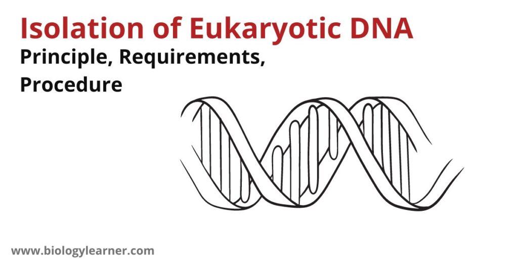 Isolation of Eukaryotic DNA