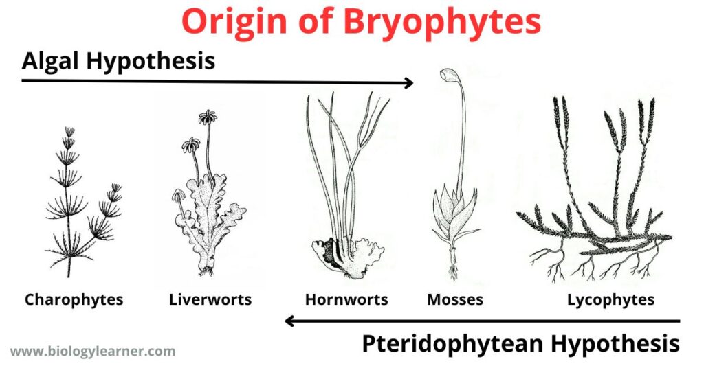 Origin of Bryophytes: Algal hypothesis and Pteridophytean hypothesis