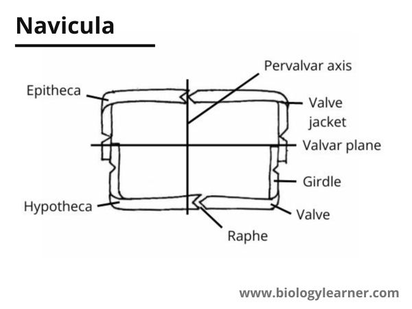 Diagrammatic structure of Navicula