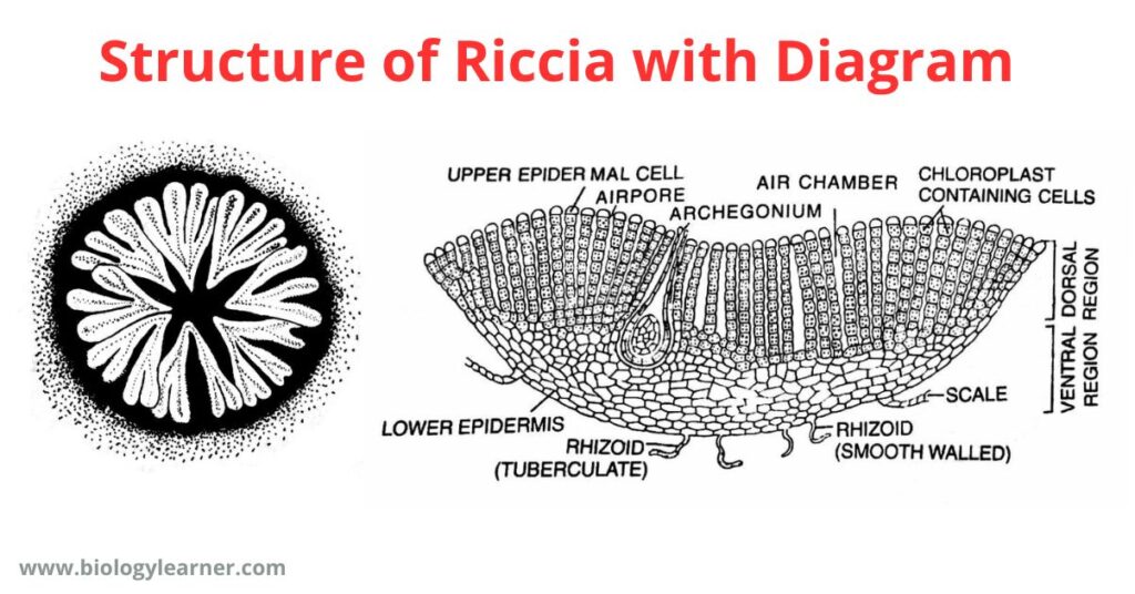 Structure of Riccia with Diagram