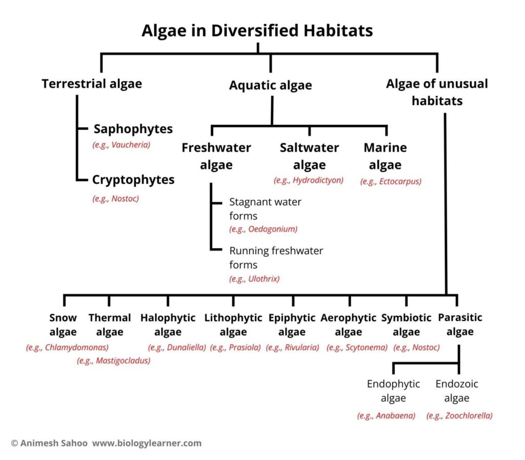 Word diagram of algal habitats