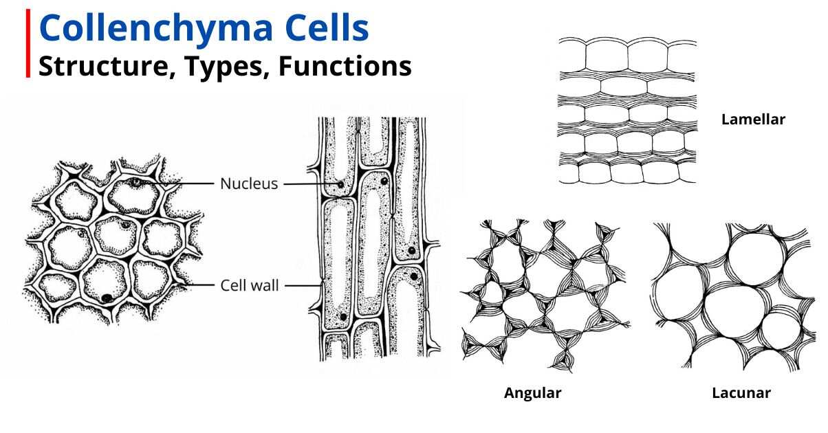 Collenchyma Cells: Structure, Types, Functions Microbiologystudy ...