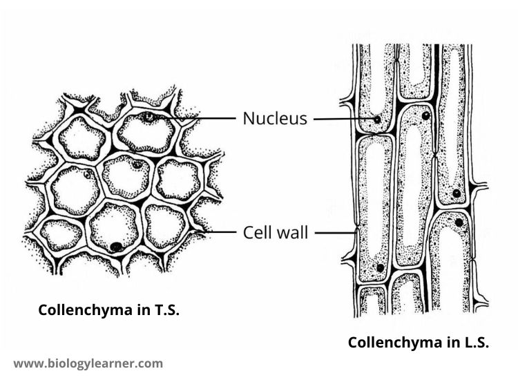 Structure of Collenchyma