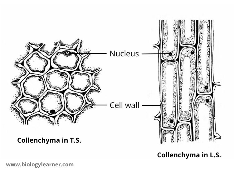 Collenchyma Cells: Structure, Types, Functions Microbiologystudy ...