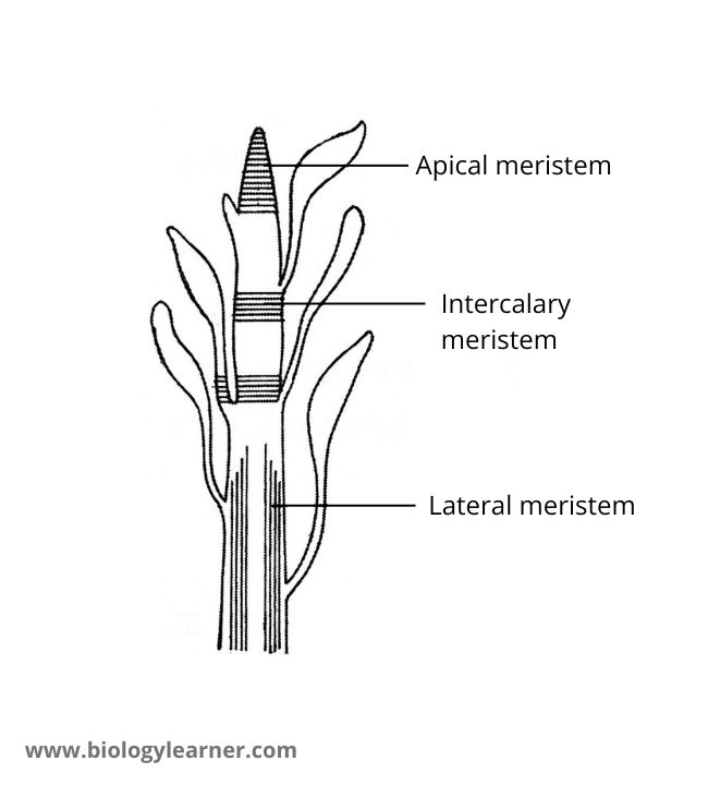 Mersitem of stem