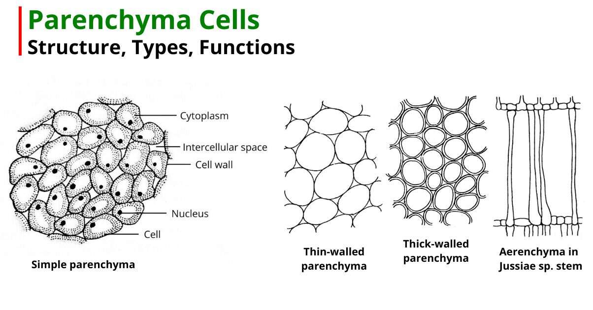 Parenchyma Cells: Structure, Types, Functions Microbiologystudy ...