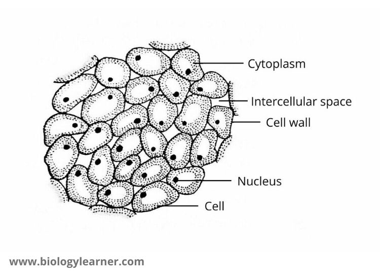 Parenchyma tissue