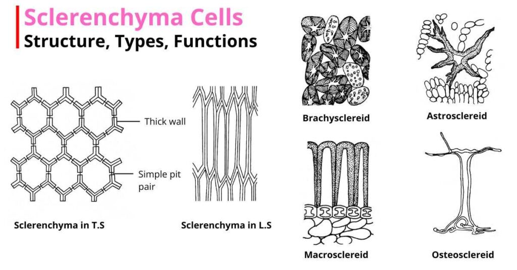 Sclerenchyma Cells