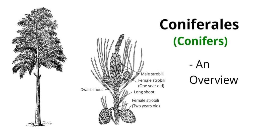 Coniferales An Overview