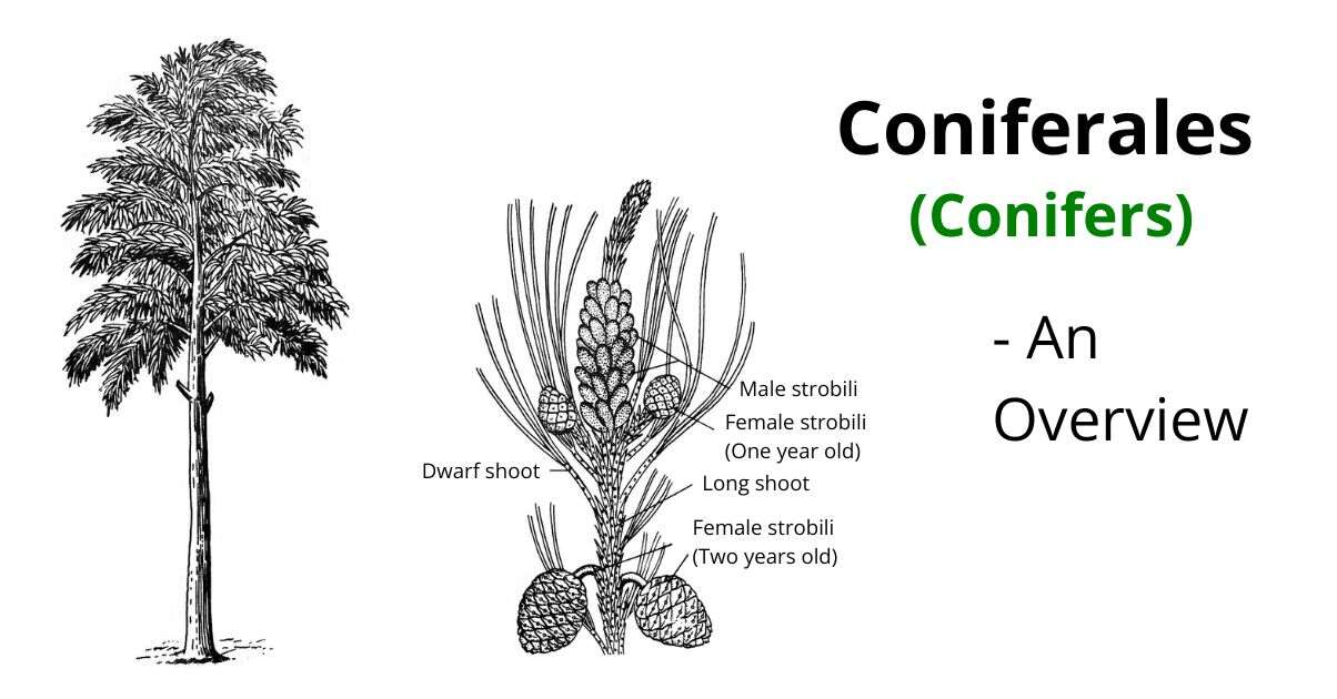 Coniferales the common conifers