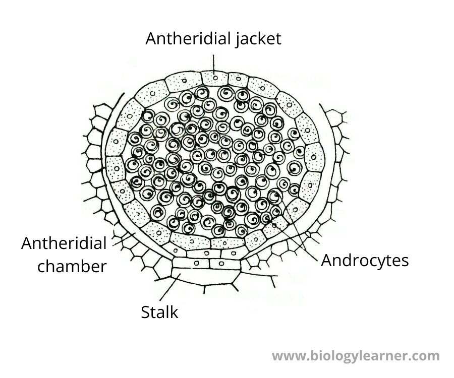 Pellia Antheridium