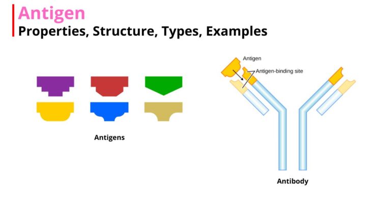 Antigen: Properties, Structure, Types, Examples