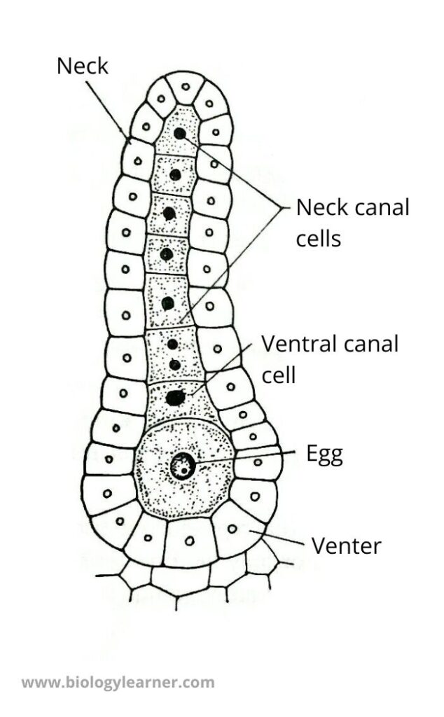 Pellia Archegonium