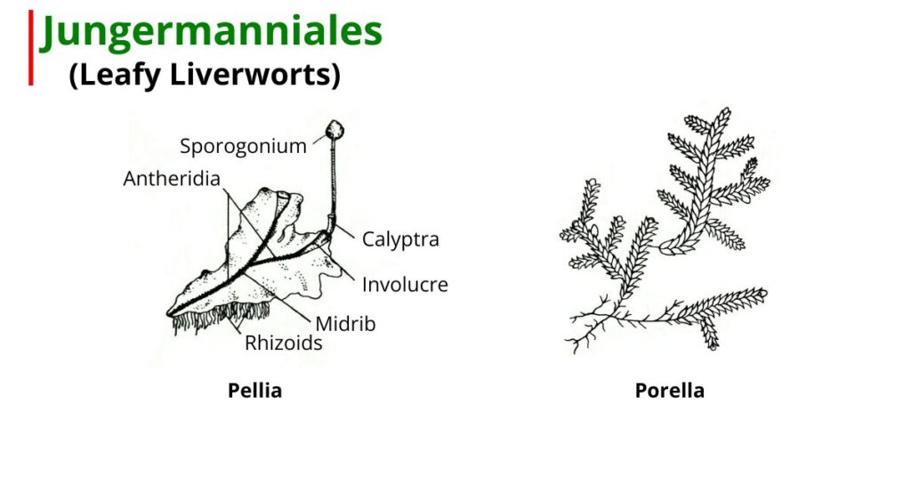 Jungermanniales (Leafy Liverworts)