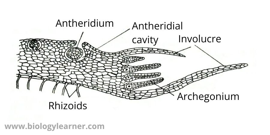 L.S. of Pellia thallus with sex organs