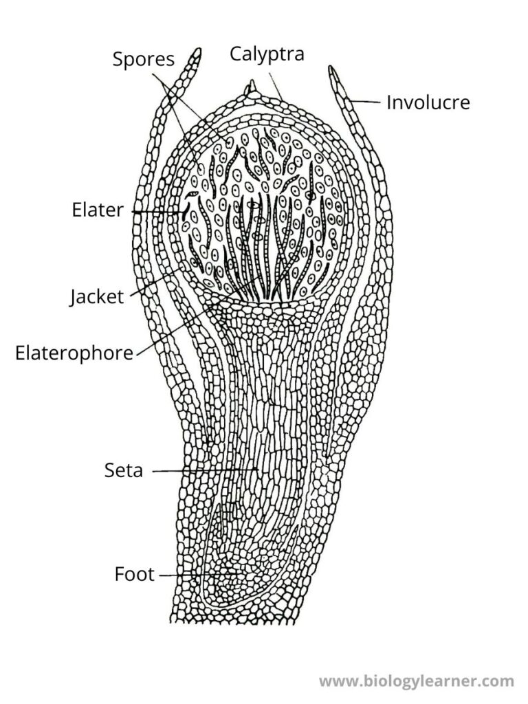 Pellia Sporophyte