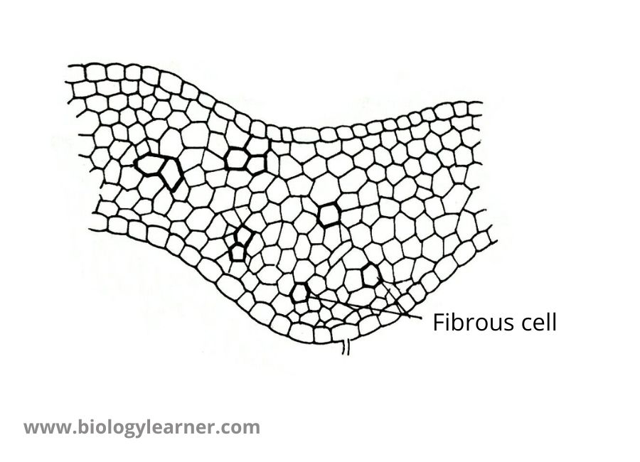 T.S. of the thallus of Pellia