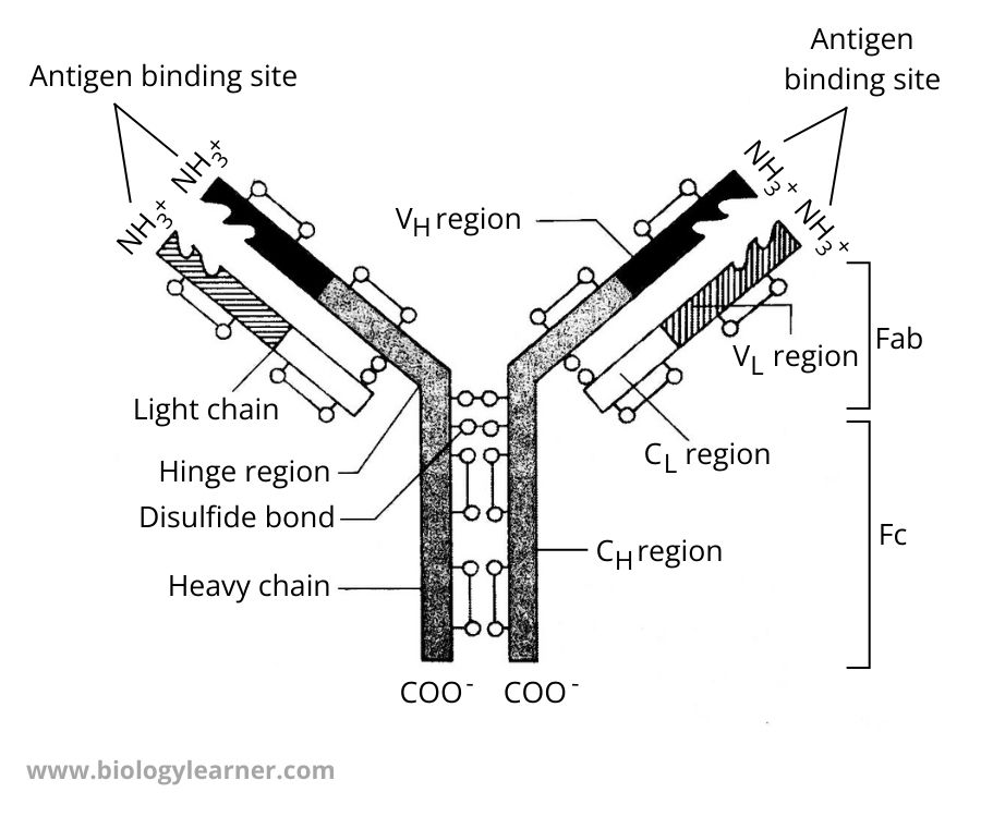 Structure of Antibody