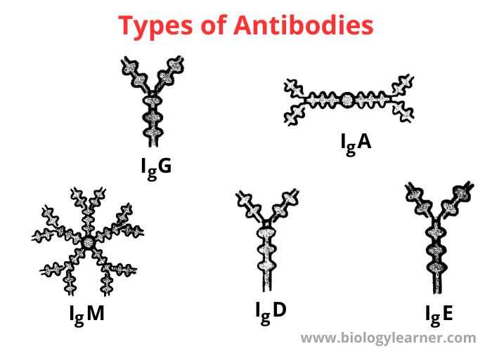 Types of antibodies