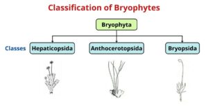 Bryophytes classification