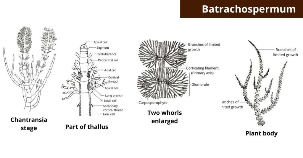 Batrachospermum