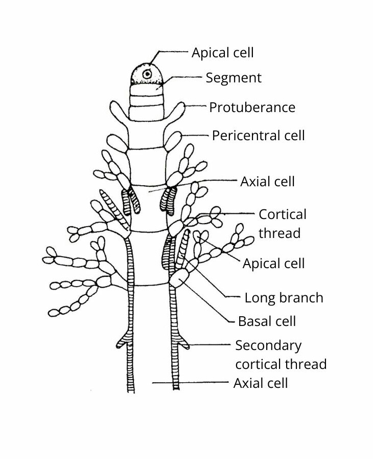 Batrachospermum apical part