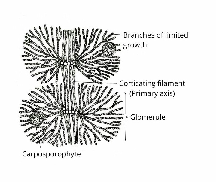 Whorls of Batrachospermum