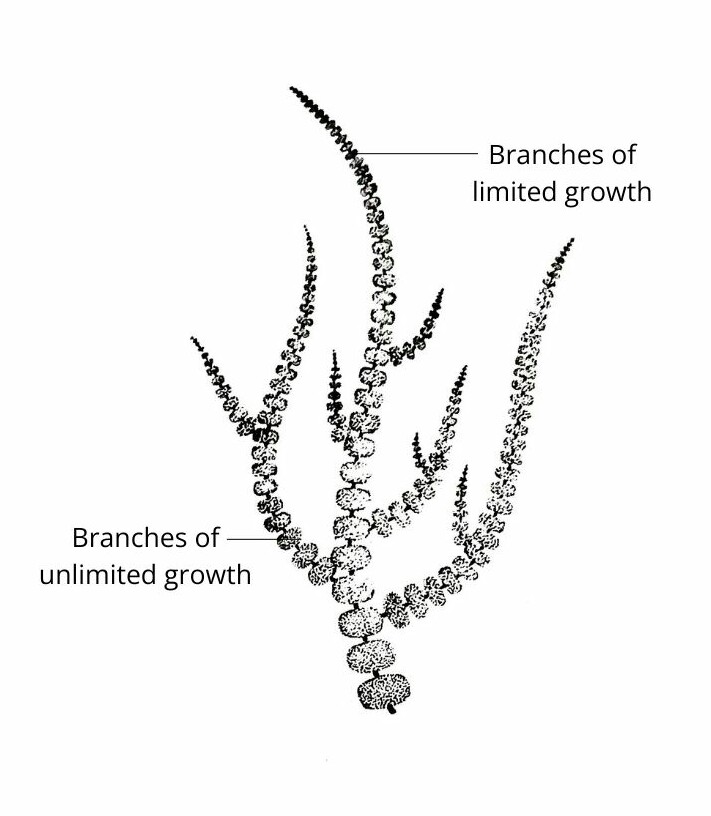 Batrachospermum plant body