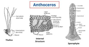 Anthoceros